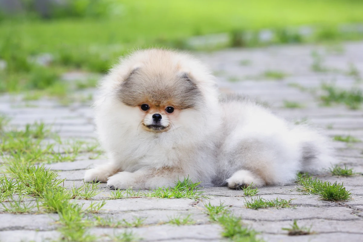 Cuccioli Pomerania Roma