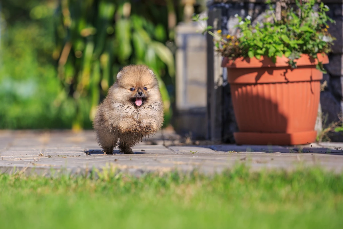 Cuccioli Pomerania Roma